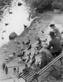 Man och barn som matar fåglar i Slottsparken, ca 1950