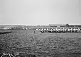 Fältövning år 1900