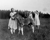 Tre kvinnor med ett föl, 1920-tal