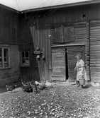 Brita Olsson matar höns vid ladan i Fjärndeln, 1970-tal