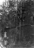 Linus, Joel och Pär klättrar i ihopväxta tallstammar i Yxta skogen i Hovsta, 1917 ca