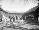 Hästhandlare Josef Smith motionerar en fåle utanför stallet, 1920-tal