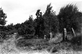 Resta stenar intill en stig på järnåldersgravfältet i Li, Fjärås. (Se även bildnr FFM400)