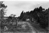 Naturvy med resta stenar längs stig på Lis järnåldersgravfält i Fjärås. (Se även bildnr FFM399)