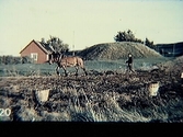 Lugnarohögen i Hasslöv, gravhög från bronsåldern invid en stuga. En man går och plöjer bakom en häst. I förgrunden står några korgar. Delvis kolorerat fotografi.