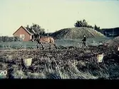 Lugnarohögen i Hasslöv, gravhög från bronsåldern invid en stuga. En man går och plöjer bakom en häst. I förgrunden står några korgar. Delvis kolorerat fotografi.