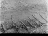 Fotografier tagna av dåvarande chefen för Varbergs museum vid utgrävningen av Galtabäcksskeppet, daterat till 1195.