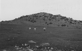 Vid Röserås i Onsala. Landskapsbild (Tamdjur) med några betande får eller getter.