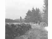 Bautastengravfält från järnåldern vid Köleryd i Skällinge. Ett par män går längs en stig kantad av stenmurar och i höjd med männen står en mycket hög och smal rest sten. Fotografen var chef för Varbergs museum.