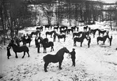 Hästar hållna av varsin man står i en dalgång i snön. Årstad hingstförening 1906 i Bäckahålan, Slöinge. Hästen i förgrunden är avelshingsten Mouton De Foy.  (Se vidare Eftraboken II)