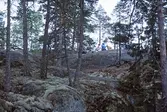 Paus i Lilla Trollkyrka i Tivedens Nationalpark, 1985