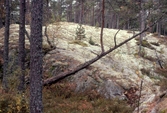 Lavtäckt häll i Trollkyrka i Tivedens Nationalpark, 1989