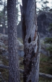 Uttorkad trädstam, Torraka i Tivedens Nationalpark, 1989
