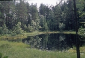 Vitsandstärnarna i Tivedens Nationalpark, 1992