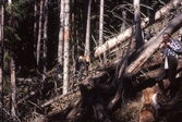 Urskog i Storesjöområdet i Tivedens Nationalpark, 1984