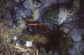 Skomakarkällan i Garphyttans nationalpark, 1981