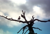 Fågel i träd, 2004