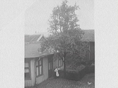 En kvinna och en höna på en kullerstensbelagd bakgård i staden. Kvinnan står vid ett staket och ett högt lövträd. Troligen Mathilda Ranchs bakgård.