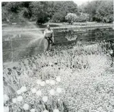 Västerås.
Man vattnar planteringen vid Fiskartorget.