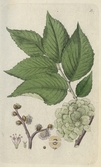 Illustration av alm, plansch nummer 13 publicerad i Conrad Quensels Svensk Botanik, Första bandet, utgiven i Stockholm 1802.