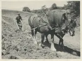 Axel Johansson plöjer åkern med hjälp av arbetshästarna Tyra och Stanley, Labacka Lund 1940.
