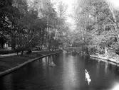 Tre svanar på rad flyter i Svartån genom Slottsparken, 1930-tal