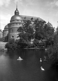 Svanar simmar i kvarndammen vid Örebro slott, 1930-tal