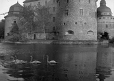 Svanar simmar mot väster framför Örebro slott, 1930-tal