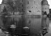 Svanar simmar åt öster i Svartån framför Örebro slott, 1930-tal