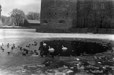 Svanar och ankor simmar i isvak vid Örebro slott, 1930-tal
