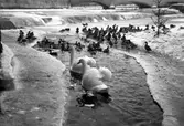 Svanar och andra småfåglar simmar i isvak i Svartån vid Örebro slott, 1930-tal