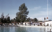 Svenska mästerskapet i simning, 1964