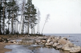 Strandkant i Hjälmaren, 1978