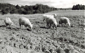 Fem får betar på ängarna, Labacka Lund (idag: Labacka 1:19), cirka 1965.