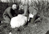 Bengt Johansson (1930 - 2016) och sonen Ingemar (född 1956) gör något med ett får som ligger på marken, Labacka Lund (idag: Labacka 1:19), cirka 1965.