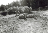 Fyra får ligger/står på markerna vid Labacka Lund (idag: Labacka 1:19), cirka 1965. Kållereds hembygdsförening har vävda textilier från dessa får.