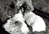 Ingemar Johansson (född 1956) klipper ett får som ligger på marken, Labacka Lund (idag: Labacka 1:19), cirka 1965. Till höger ses den avklippta pälsen som senare ska bli till ull.