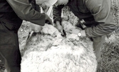 Två personer klipper ett får som ligger på marken, Labacka Lund (idag: Labacka 1:19), cirka 1965.