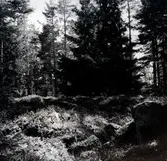 Borgruinen på Sverkers udde. Ägaren berättar att skattsökare för en 20 år sedan nedrivit de då delvis ganska höga murarna.