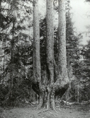 Gaffeltallen vid Katrinebrunn i Lännäs, 1940-tal