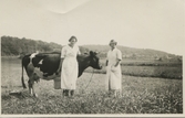 Systrarna Astrid (1907 - 1994, gift Jägerström) och Ingeborg Gustafsson (1901 - 1987, gift Johansson) står tillsammans på åkern vid en ko, Kållered Stom 