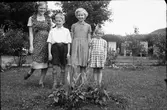 Barnen till Ernst och Evelina Larsson i Utmossen, Fageråkra, fr v: Sonja, Arne, Eva och Irma. De står i trädgården vid blommor i en rabatt och i bakgrunden syns bikupor, utblommade lupiner, ett ungt fruktträd och syrener.