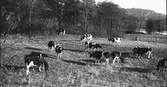 Kor på bete, tillhöriga Kalvhult, Veddige. Erik har lagt skärpan på kon med en prick på ryggen till höger för där går en liten pojke, som tittar tillbaka på fotografen.