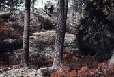 Mossbeväxta klippor på Bergslagsleden, 1975-1980