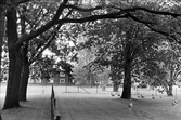 Gäss i parken i Wadköping, 1980-tal