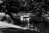 Färjan Wiktoria i Svartån vid Stadsparken, 1974