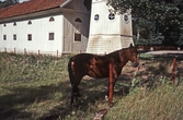 En ensam häst i hagen vid Dylta bruk, 1980-tal