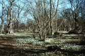 Herrfallsäng i Hallsberg 1975