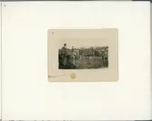 Oxe som drar en vagn