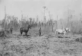 Två män med hästar i North Ome, Minnesota